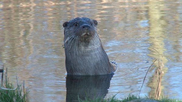 Otter (foto: Vroege Vogels)