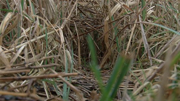 Ottertunnel door het riet (foto: Vroege Vogels)