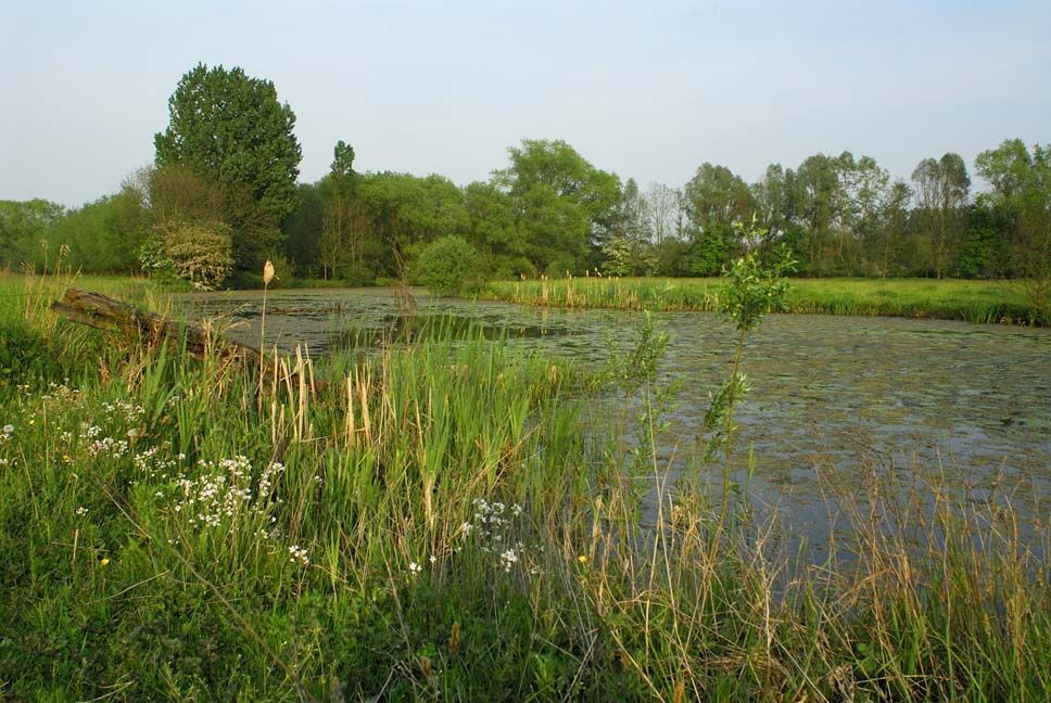 In de nabije toekomst zal een borrelglaasje water volstaan om te achterhalen welke soorten er in deze Scheldemeander aanwezig zijn (foto: Norbert Huys)