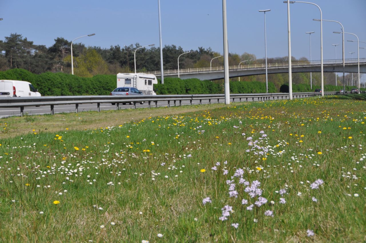 Ook op parkingterreinen kan een gefaseerd maaibeheer toegepast worden, zoals hier in Waasmunster, langs de E17 (foto: Ortwin Hoffmann)