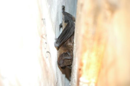 Overwinterende vleermuis in fort (foto: Bernadette van Noort)