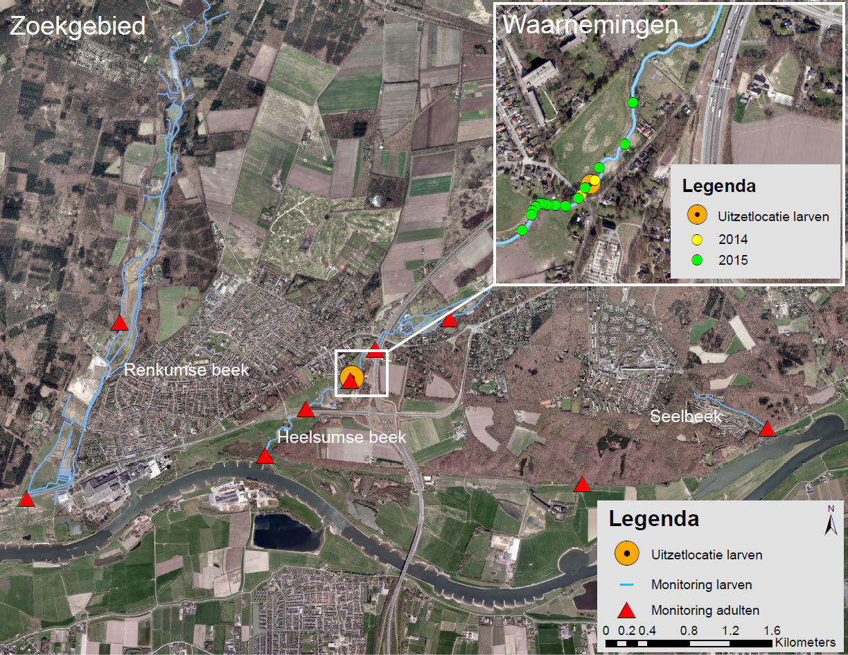Overzichtskaart met de onderzochte beken (blauwe lijnen) en de locaties van de adultenvallen (rode driehoeken) op de Zuidwest-Veluwe. In de inzet zijn de waarnemingen van larven en poppen aangegeven rond de uitzetlocatie (oranje rondje) in 2014 (gele rondjes) en 2015 (groene rondjes) (kaart: Alterra Wageningen UR)