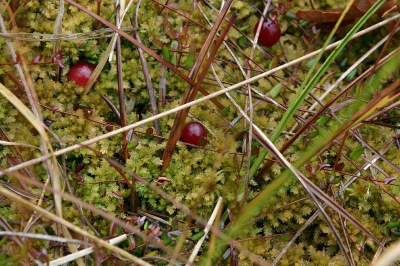 Kleine veenbes (foto: Hans Boll)