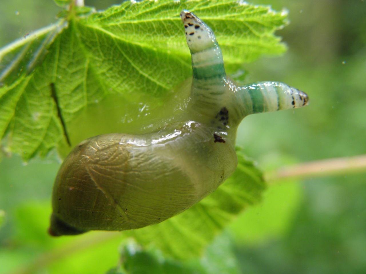 Een gewone barnsteenslak geïnfecteerd met de parasitaire worm Leucochloridium paradoxum (foto: Nobby Thys).