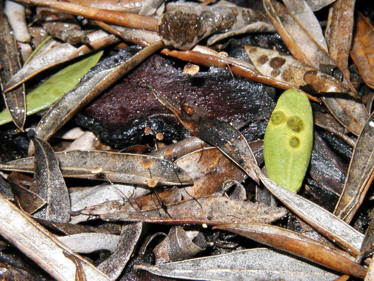 Twee nieuwe soorten op een plaatje. De kleine hoedjes op dode bladeren, ronde vlekken op de groene blaadjes. (foto: Eddie Lavreys)