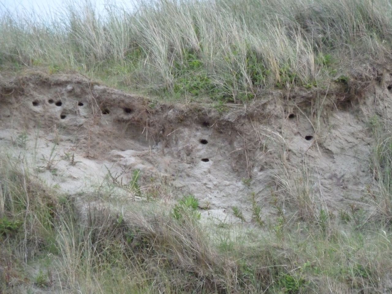 Nestholtes van oeverzwaluwen in afgekalfde duinrand (foto: Fedor Gassner)