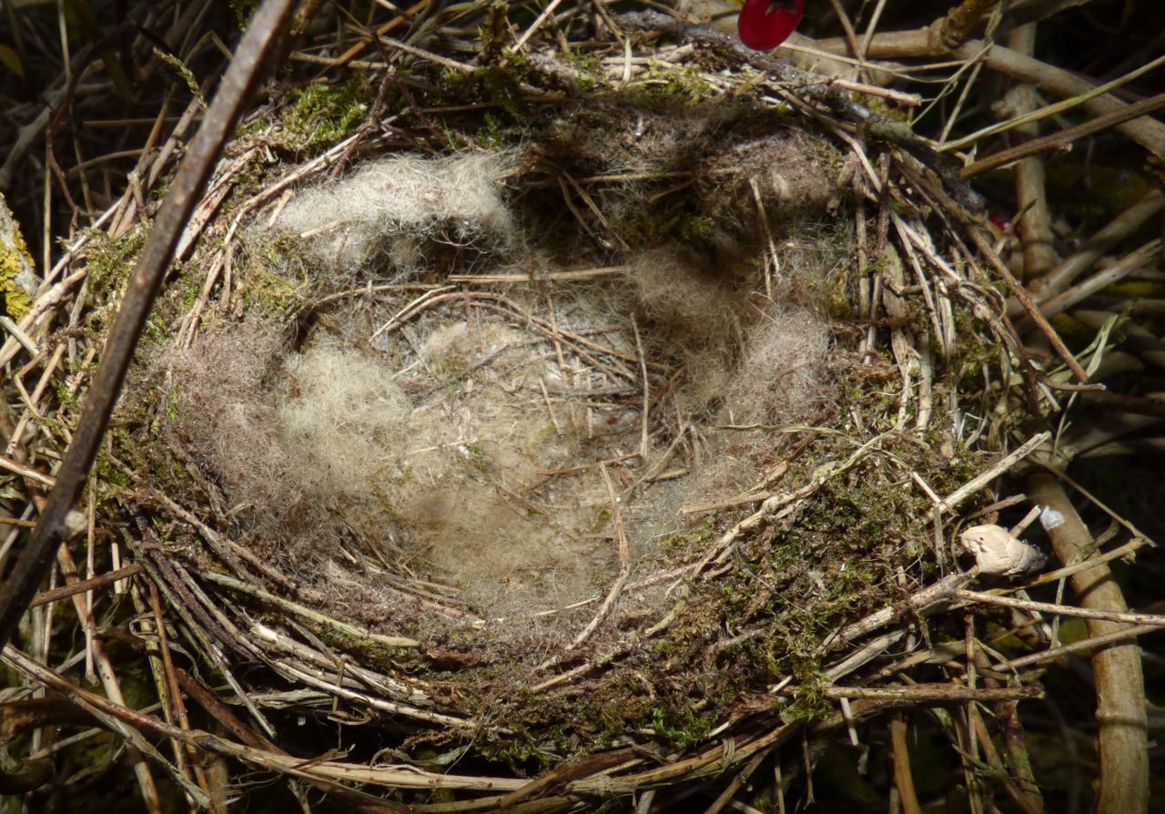 Extra nestisolatie werd waarschijnlijk aangebracht om de jongen tegen kou en regen te beschermen (foto: Herman Feenstra)