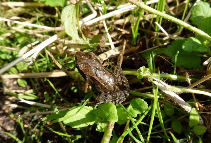 Jonge bruine kikker op najaarstrek (foto: Annemarie van Diepenbeek)