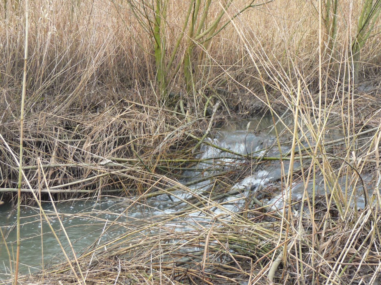 Beverdam in het wachtbekken. Deze beperkte waterstandverhoging levert momenteel geen problemen op.(foto: Daan Stemgee)