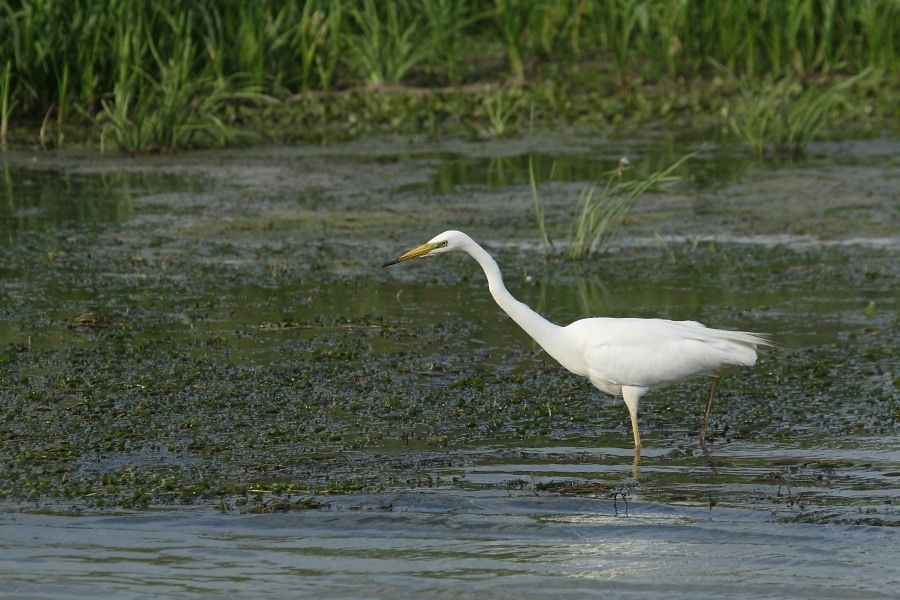 Grote zilverreiger (foto: Bart Beekers)