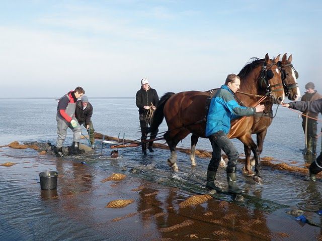 Gebruik van paardenkrachten en vele vrijwilligerskrachten op het wad om de kokosmatten in te graven (foto: Sander Holthuijsen)