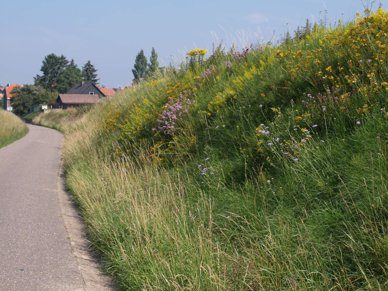 Bloemrijke bermen verdienen een aangepast bermbeheer (foto: Pieter Vanormelingen)