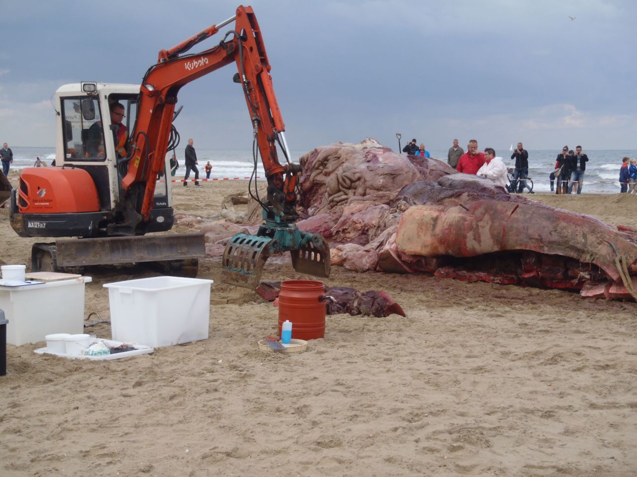 Dode vinvis op strand van Scheveningen (foto: IMARES Wageningen UR)