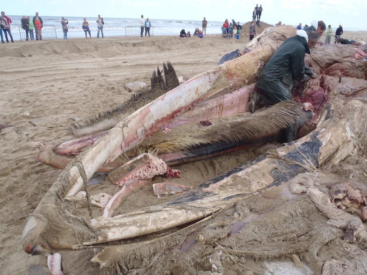 Dode vinvis op strand van Scheveningen (foto: IMARES Wageningen UR)