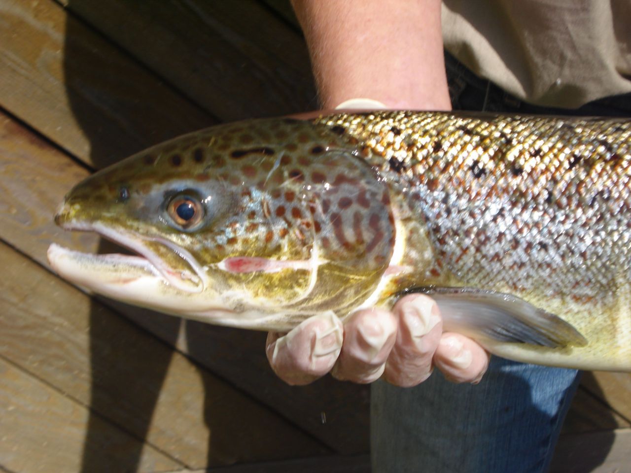 Paairijpe zalm in Ourthe (foto: J.C. Philippart)