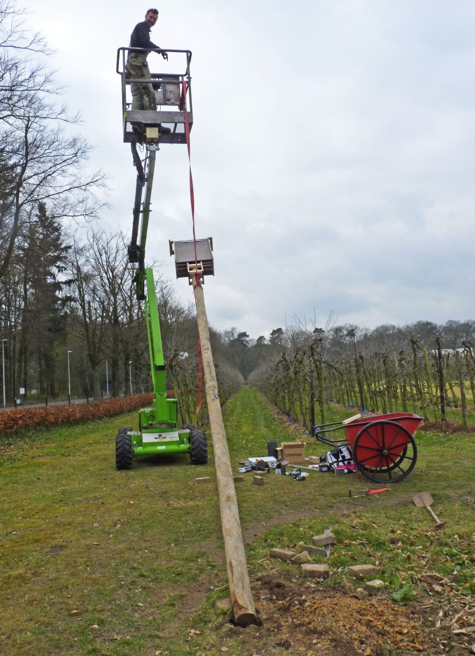 Plaatsen van de vleermuiskast (foto: Rob Koelman)