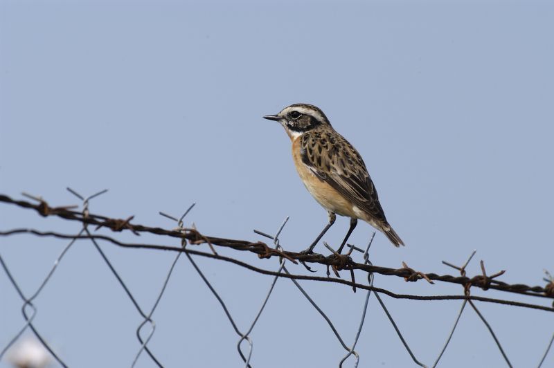 Paapje op prikkeldraad (foto: Saxifraga-Piet Munsterman)