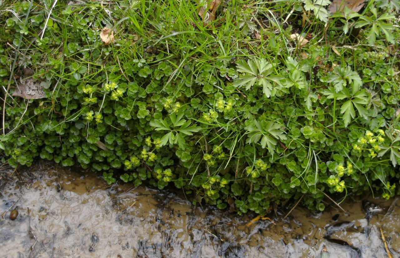 Paarbladig goudveil langs bronbeekje (foto: Henk Coudenys)