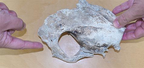De achterrand van de oogkas van de gevonden paardenschedel (foto: Ecomare)