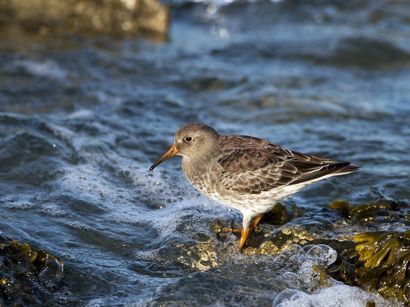 Paarse strandloper in zijn element (foto: Birdphoto)