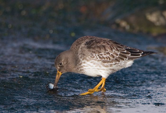 Paarse strandloper eet mosseltje (foto: Birdphoto)