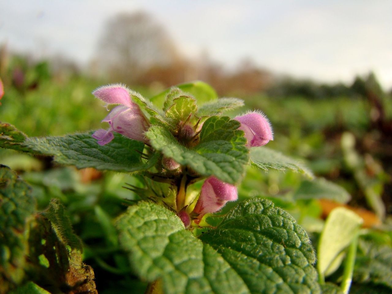 Wellicht staat Paarse dovenetel dit jaar in de top drie van meest waargenomen bloeiende planten (foto: Joop Verburg)