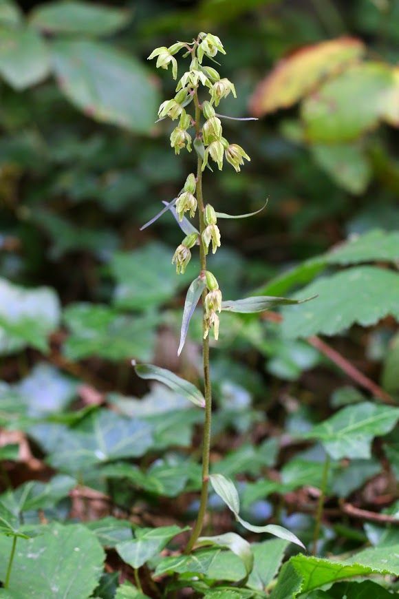 Paarse wespenorchis werd nog nooit eerder officieel waargenomen in Vlaanderen (Foto: Daan Stemgée)