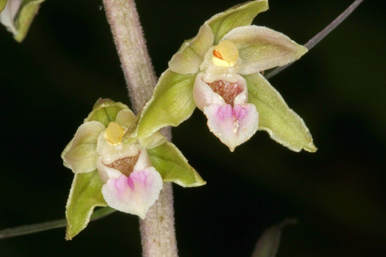 De bloemen van de Paarse wespenorchis zijn pistachegroen en kleuren naar het einde toe een beetje roze (Foto: Daan Stemgée)