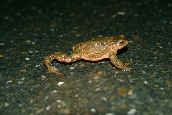 Vrouwtje gewone pad al weer op de terugweg leidt tot verwarring bij paddenoverzetters: overzetten of terugzetten? (foto: Kars Veling)