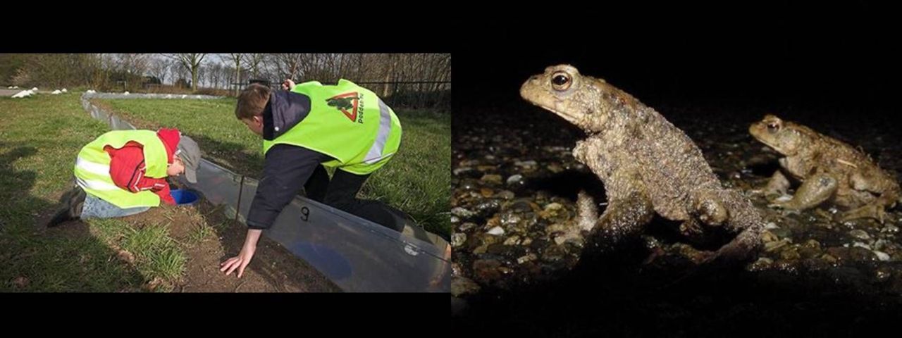 De laatste dagen zijn er meer paddenoverzetters dan padden (foto links: Jelger Herder, foto rechts: Arnold van Rijsewijk)