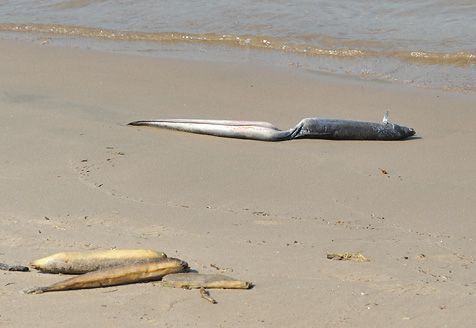 Dode paling (foto: André den Ouden)