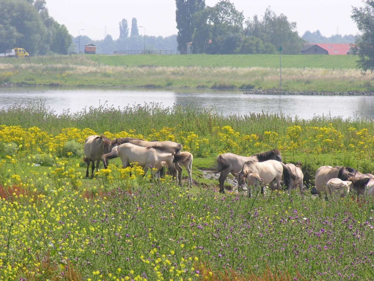 Begrazing van de Palmerswaard bij Rhenen met paarden (foto: Paula Goudswaard)