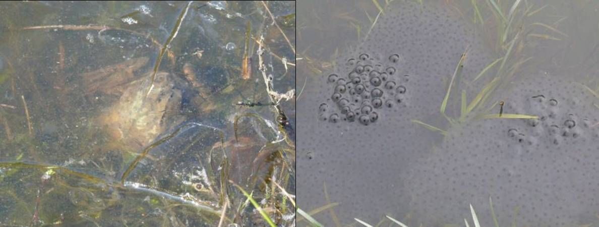Links: paartje bruine kikkers in paarhouding (amplex) onder het ijs, eind februari, Zuid-Limburg; Rechts: eiklompen bruine kikker in Hoge Fronten, eind februari, Maastricht (foto’s: Alex Kloor)