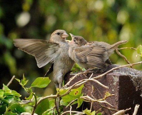 Huismus voedt jong (foto: Piet Munsterman)