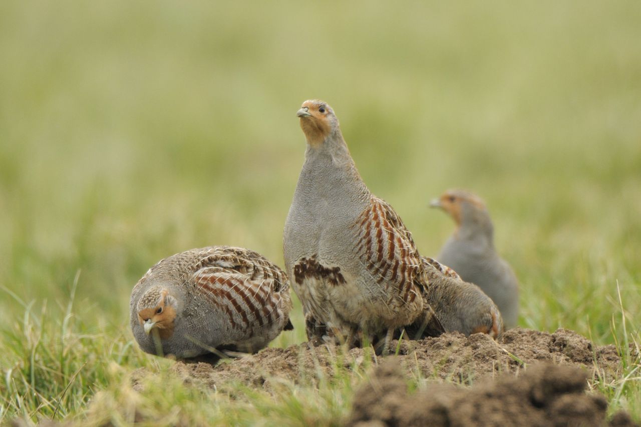 Patrijzen (foto: Michel Geven)