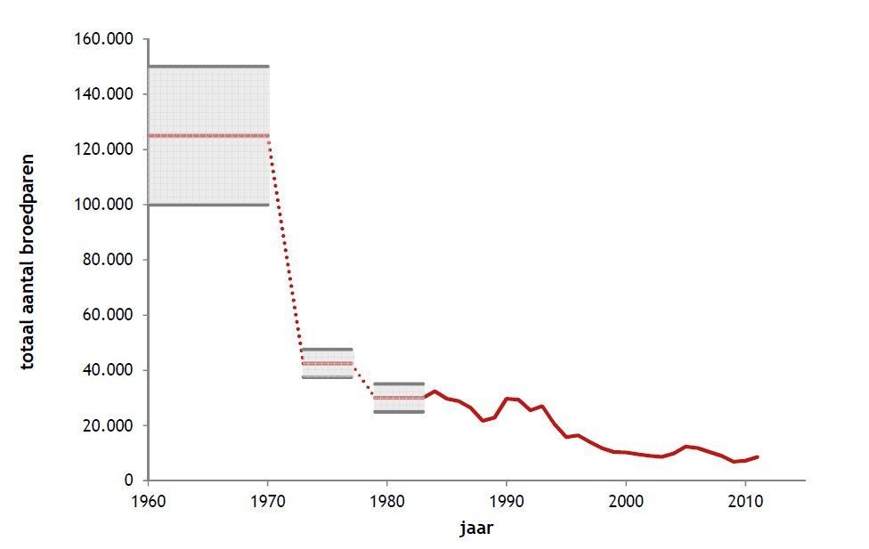 Aantalsontwikkeling (geschatte Nederlandse broedpopulatie) van de patrijs sinds 1960 (figuur: Sovon Vogelonderzoek Nederland)