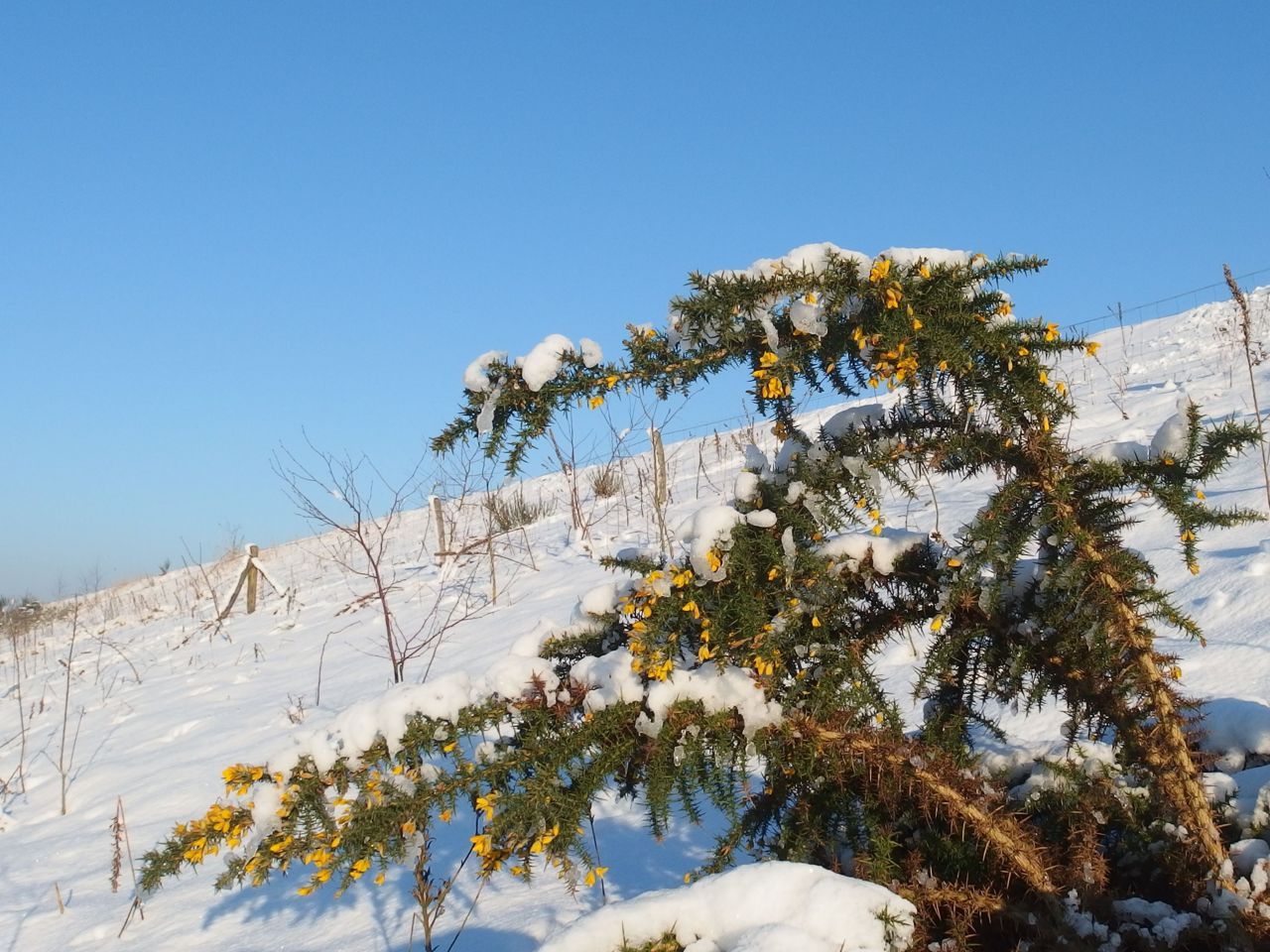 Gaspeldoorn bloeit het hele jaar door: sneeuw of geen sneeuw (foto: Aad van Diemen)