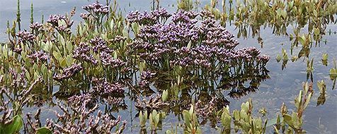 In de Slufter leven alleen planten die tegen zout water kunnen (foto: Foto Fitis, Sytske Dijksen)