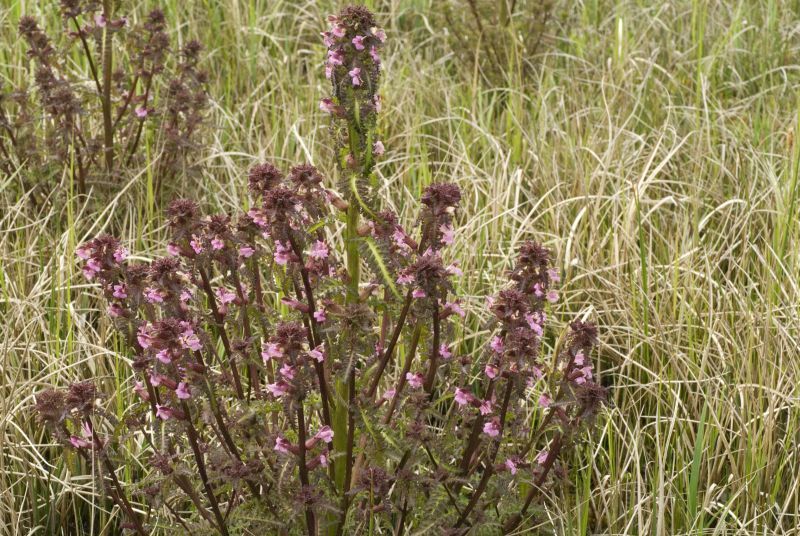 Moeraskartelblad (foto: Jan van der Straaten)