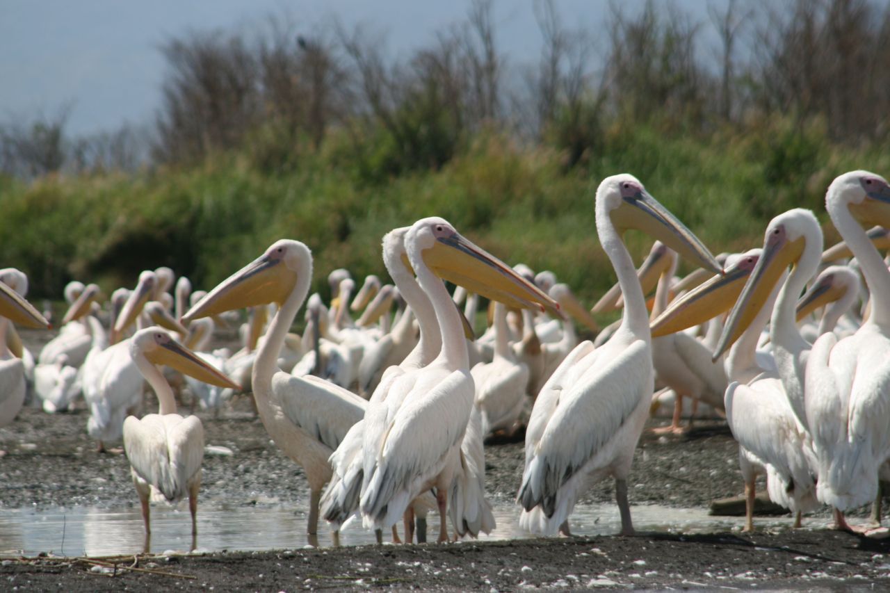 Pelikanen (foto: Chris-Jan van der Heijden)