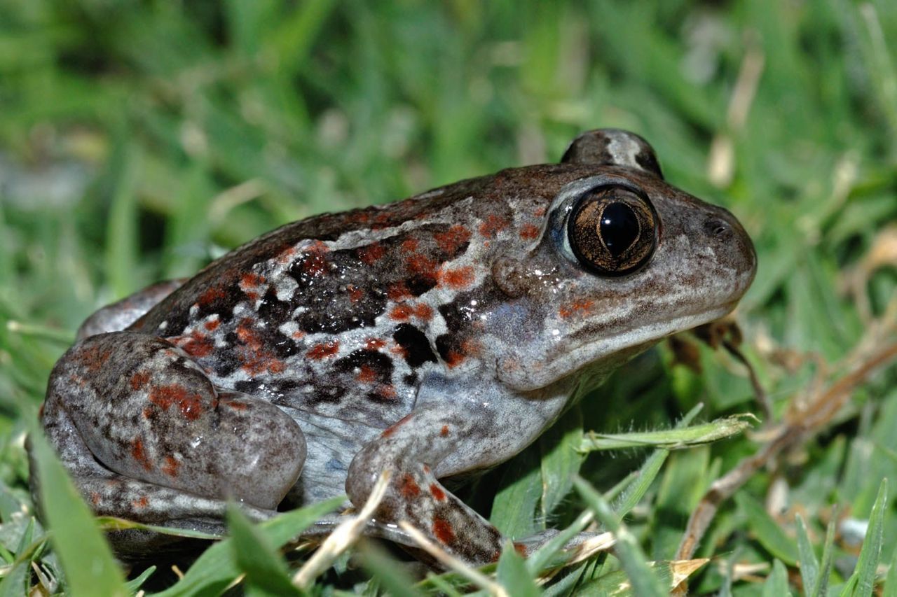 Op de Rode Lijst van de amfibieën en reptielen in Vlaanderen werd de Knoflookpad opgenomen in de categorie ’ernstig bedreigd’ (foto: Jan Van der Voort).