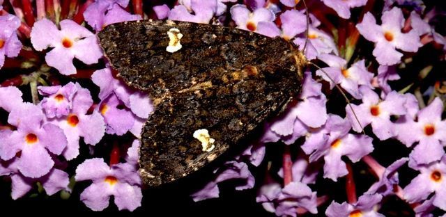 Ook perzikkruiduil kun je tegenkomen op de vlinderstruik (foto: Kars Veling)