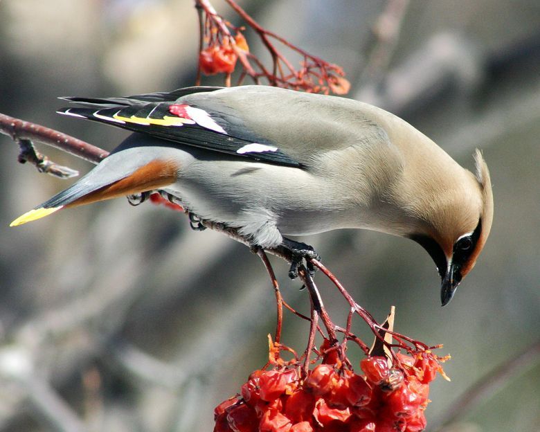 Pestvogel (foto: Randen Pederson)