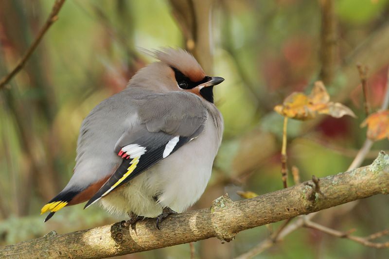 Funky kuif, citroengele staartband, dievenmaskertje: meer heeft dit beestje niet nodig voor de titel van knapste vogel van Europa (foto: Johan Buckens)