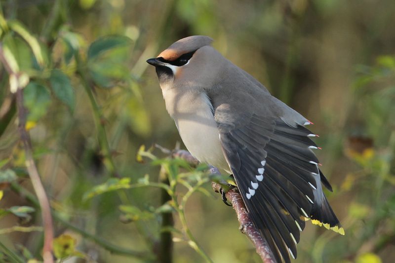 Vrouwtjes hebben vaak een grijzere keelvlek (Foto: Johan Buckens)