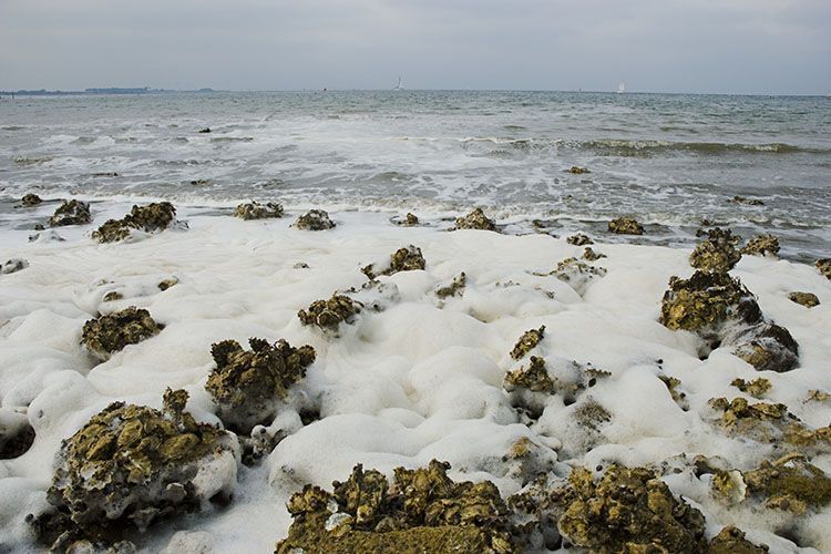 Schuim op de stranden van de Oosterschelde na algenbloei (foto: Peter H van Bragt)