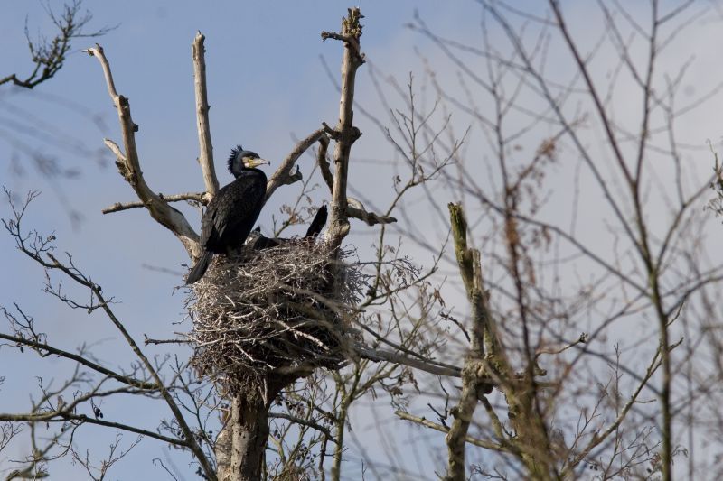 Aalscholvers op het nest (foto: Mark Zekhuis)
