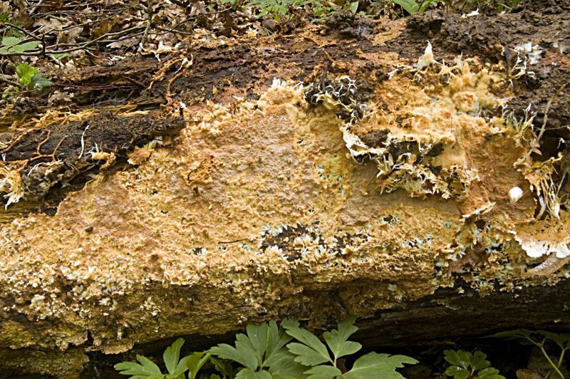 Het Karamelhuidje (Phanerochaete filamentosa), een paddenstoel die groeit onder op rot loofhout dat op de grond ligt (foto: Nico Dam)