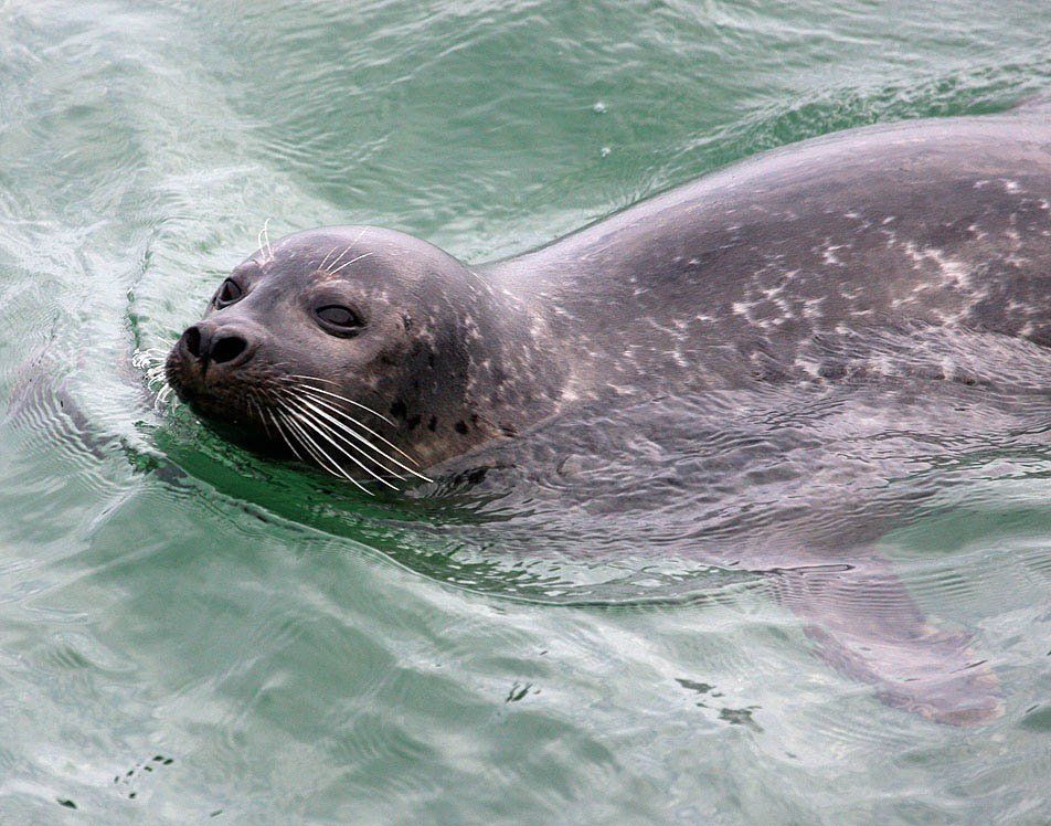 Gewone zeehond (foto: Bart Vastenhouw)