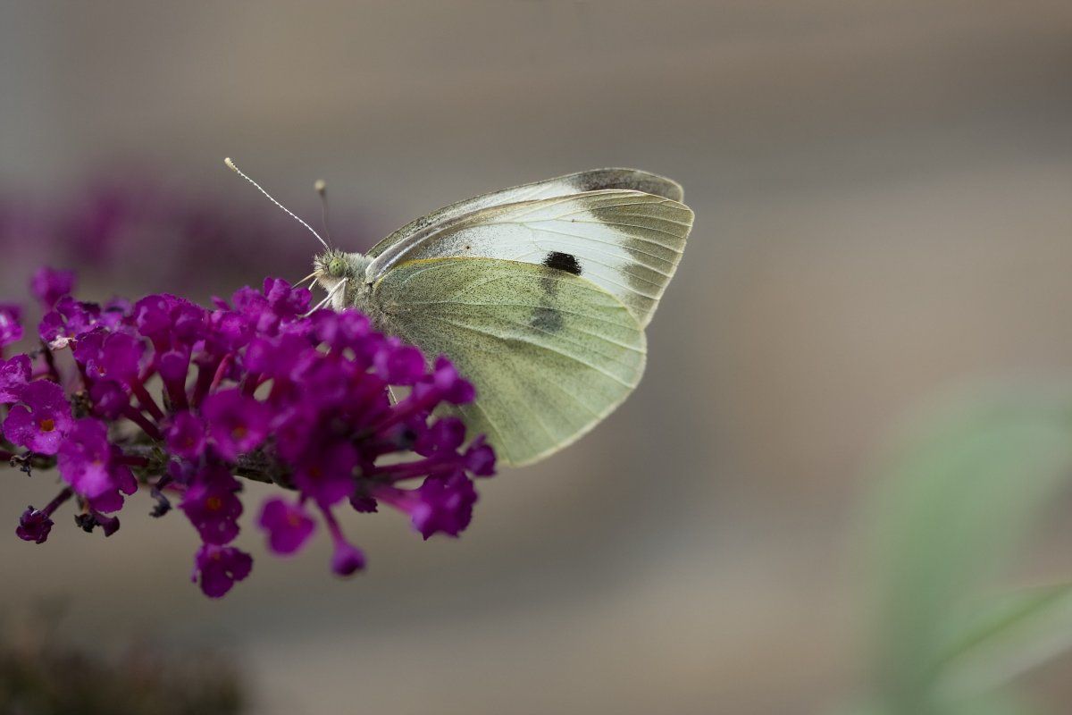 Groot koolwitje (foto: Henk Bosma)